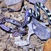 小麗紋蛇 - Photo 由 Albert Kang 所上傳的 (c) Albert Kang，保留部份權利CC BY-SA