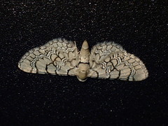 Eupithecia venosata