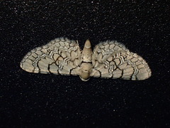 Eupithecia venosata
