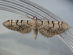Eupithecia venosata
