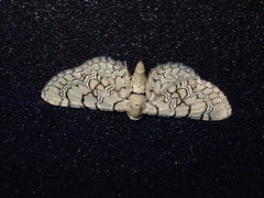Eupithecia venosata