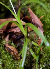 Burmannia longifolia
