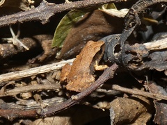 Craugastor podiciferus