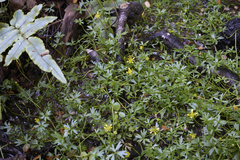 Ranunculus glabrifolius