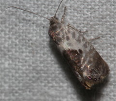 Eupselia carpocapsella