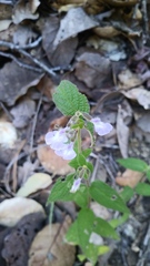Salvia protracta