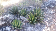 Agave convallis