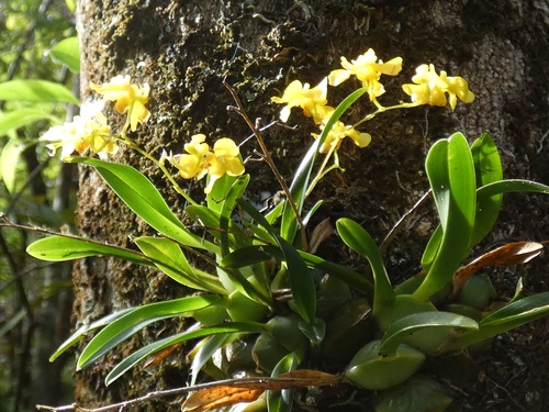 Oncidium cheirophorum, photograph 3