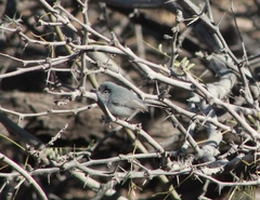 Polioptila melanura