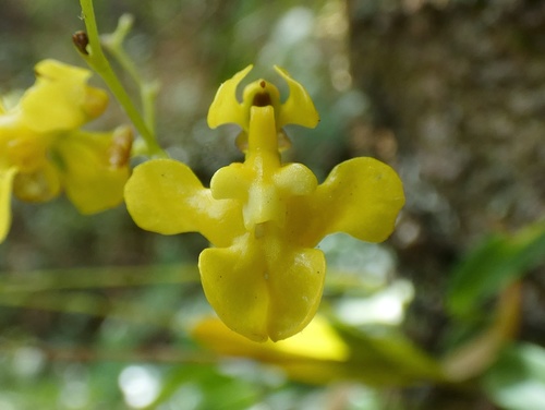 Image of Oncidium cheirophorum by (c) Kai Squires, some rights reserved (CC BY)