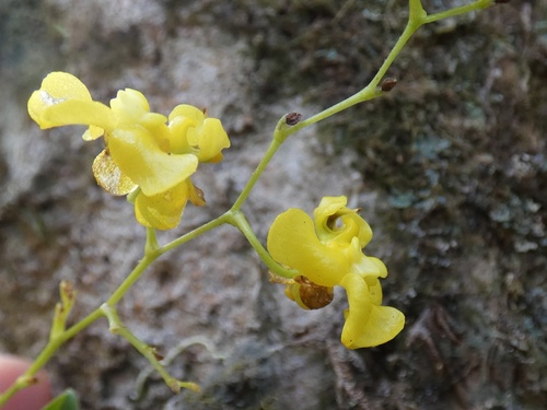 Oncidium cheirophorum, photograph 5