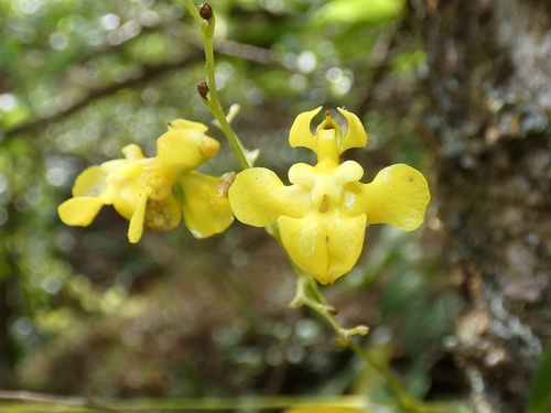 Image of Oncidium cheirophorum by (c) Kai Squires, some rights reserved (CC BY)