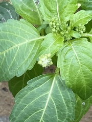 Mercurialis annua