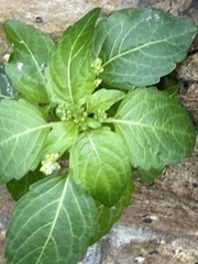 Mercurialis annua