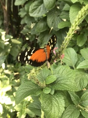 Heliconius hecale