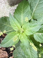 Mercurialis annua