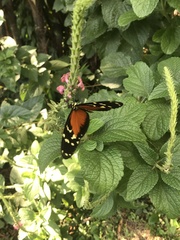 Heliconius hecale