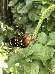 Heliconius hecale