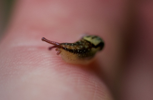 Microparmarion simrothi