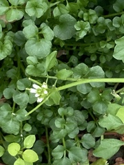 Cardamine hirsuta