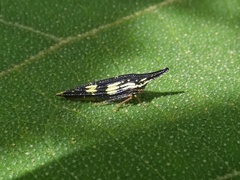 Polyglypta costata