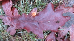 Neuroterus quercusbaccarum