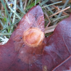 Neuroterus quercusbaccarum