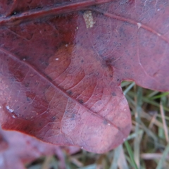 Neuroterus quercusbaccarum