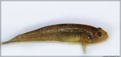 Gobiomorphus cotidianus