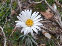 Celmisia asteliifolia