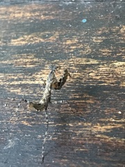 Pseudomiopteryx infuscata