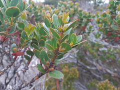 Eucalyptus vernicosa