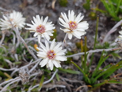 Helichrysum pumilum
