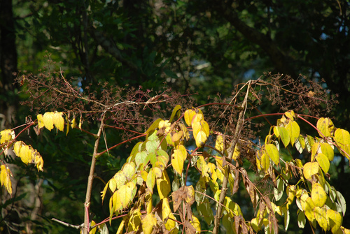 Japanese angelica tree