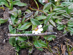 Scaevola hookeri
