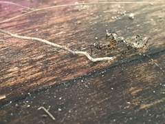 Pseudomiopteryx infuscata