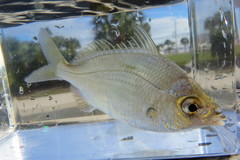 Eucinostomus gula