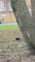 Turdus merula