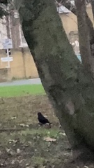 Turdus merula