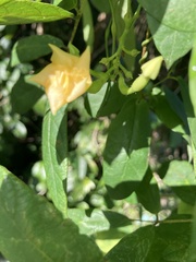 Mandevilla subsagittata