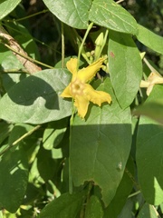 Mandevilla subsagittata