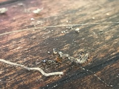 Pseudomiopteryx infuscata