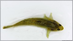 Gobiomorphus cotidianus