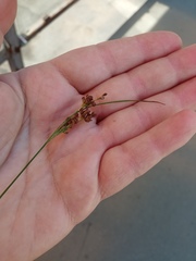 Juncus compressus