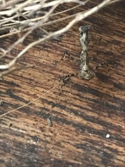 Pseudomiopteryx infuscata