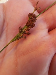 Juncus compressus