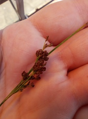 Juncus compressus