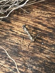 Pseudomiopteryx infuscata