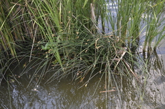 Schoenoplectus lacustris