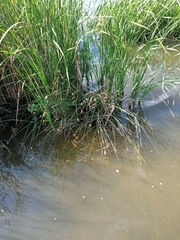 Schoenoplectus lacustris